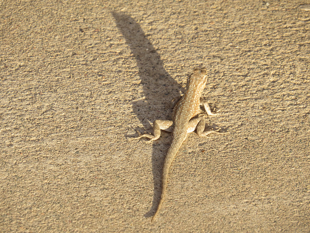 Lizard Sundial