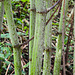 20220923 1742CPw [D~LIP] Japanischer Staudenknöterich (Fallopia japonica), UWZ, Bad Salzuflen