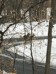 and the running of the deer