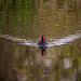 Moorhen