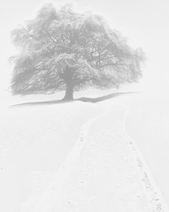 misty and snowy Christmas