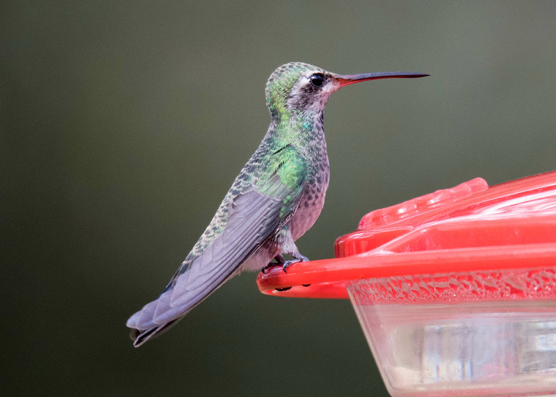 Broad-Billed Hummingbird