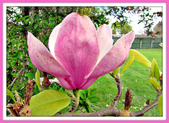 Magnolia Blossom.