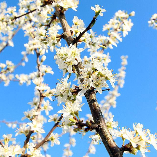 Spring/Frühling/Lente