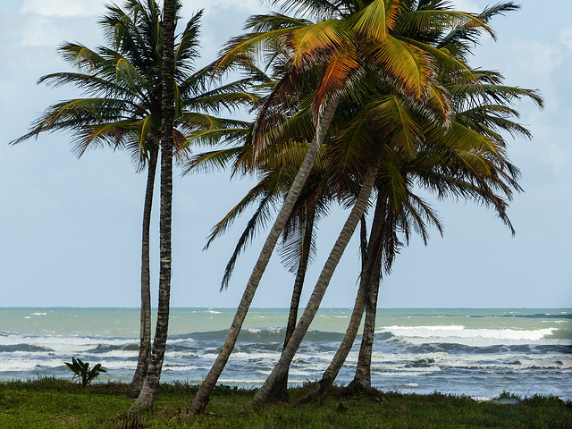 A glimpse of the ocean at Nariva Swamp, Trinidad