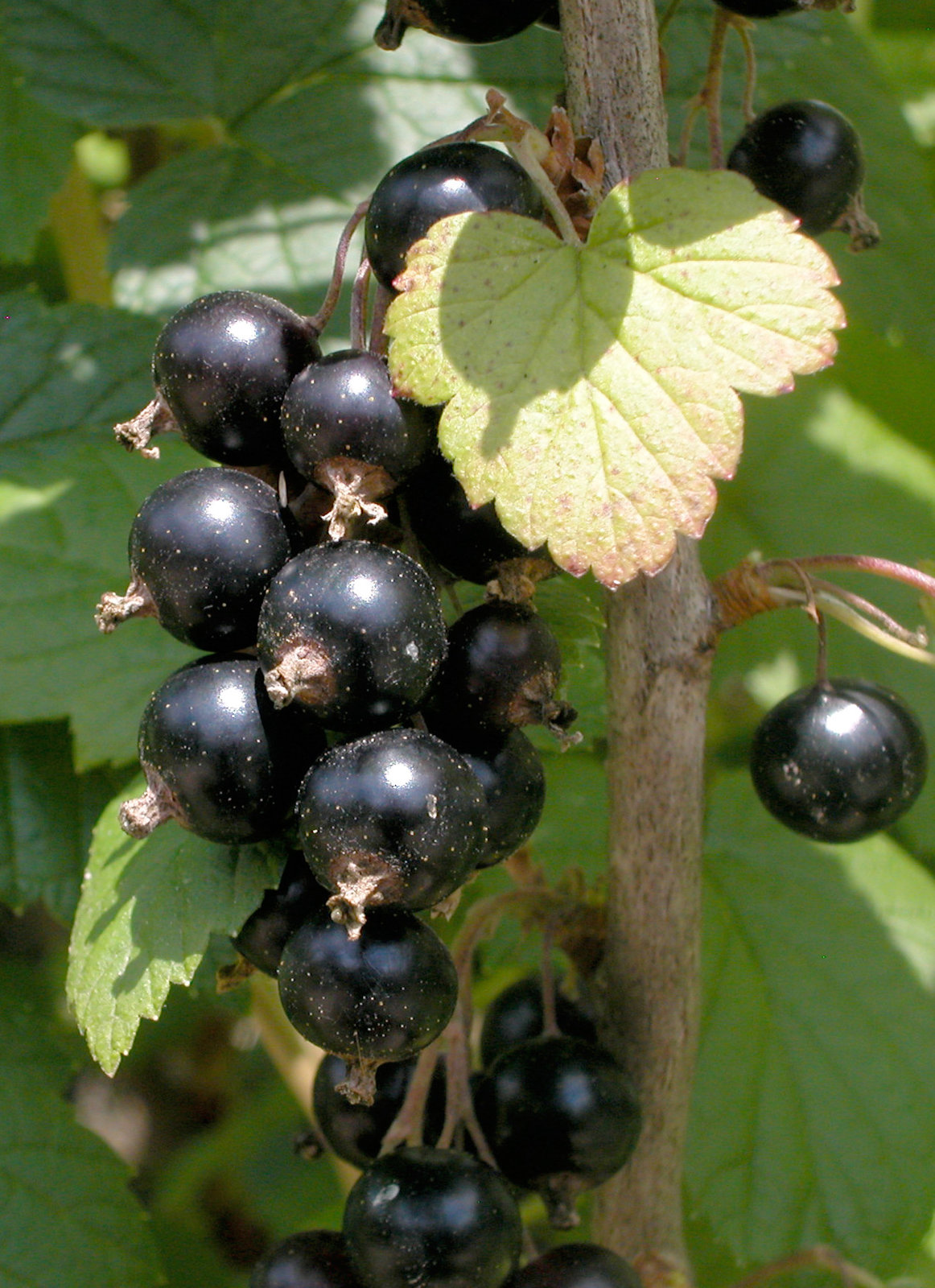 Schwarze Johannisbeere (Ribes nigrum)