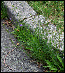 Campanula rotundifolia (1)