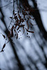 DSCF2537