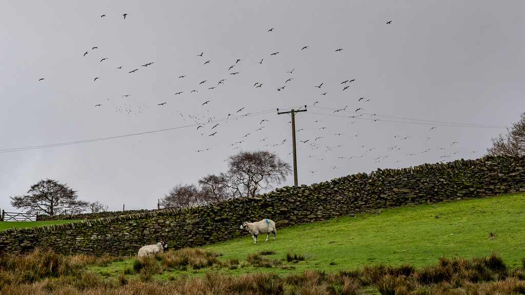 125+ Curlew