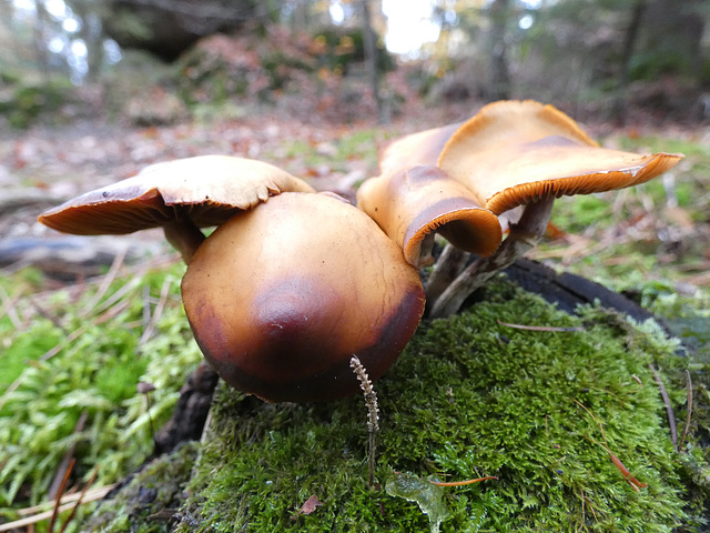 Pilze am Schwarzerberg