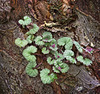 Ground Ivy