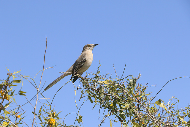 Northern Mockingbird