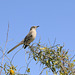 Northern Mockingbird