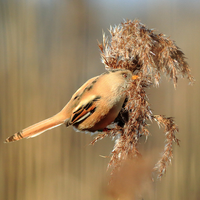 female-bearded-reedling 50798857826 o