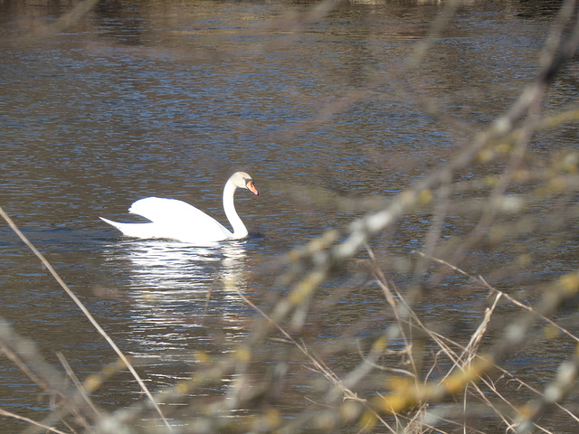 Schwan
