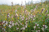 Silene gallica, Caryophyllales