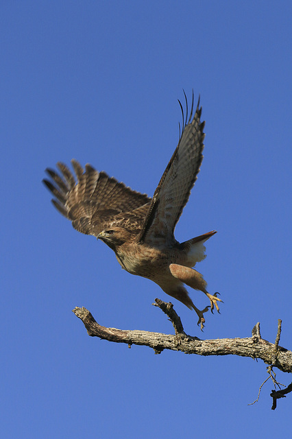 Ferruginous Hawk