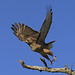 Ferruginous Hawk