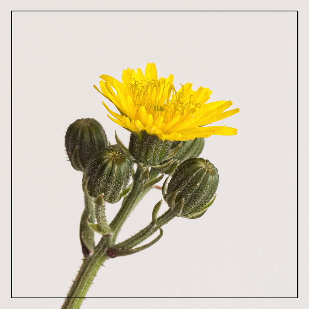 Hawksbeard