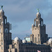 The Liver building