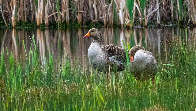 Greylag geese