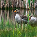 Greylag geese