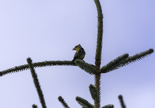 Female Crossbill at Backwater reservoir