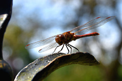 Common Darter