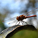 Common Darter