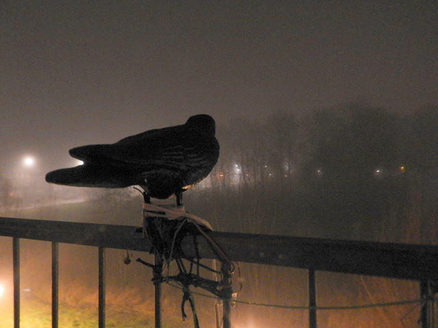 HFF=misty night crow