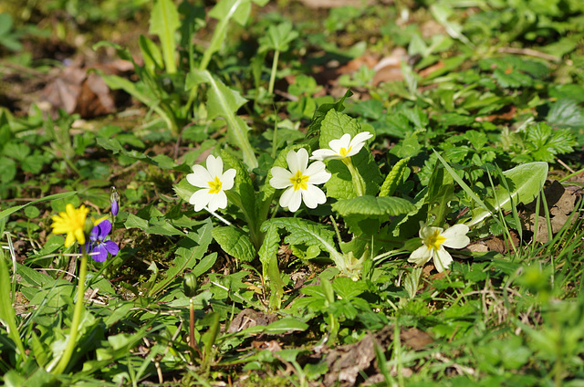 violette et primevère