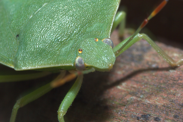 IMG 6009Shieldbug