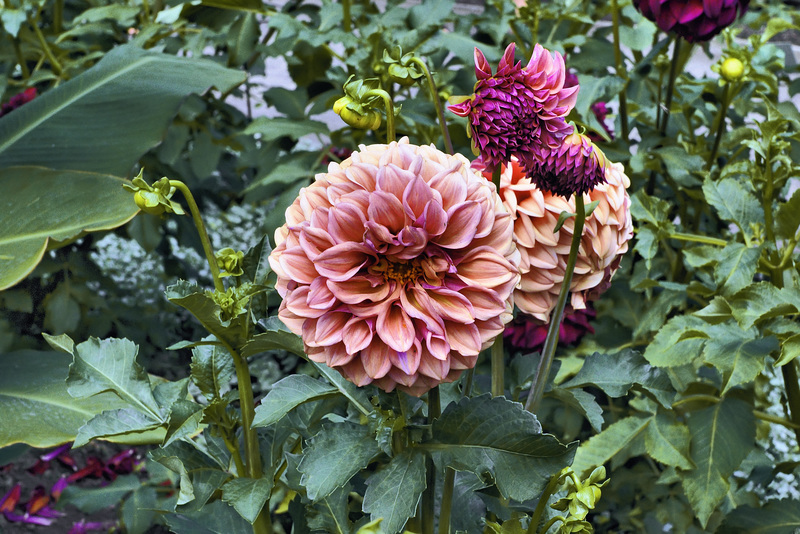 "Orange Globe" Dahlia – Botanical Garden, Montréal, Québec