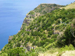 Cliff's vegetation.