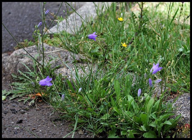 Campanula rotundifolia (2)