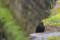 Blackbird Blackbird