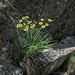 Bupleurum stellatum L. - Sternblütiges Hasenohr, Buplèvre étoilé