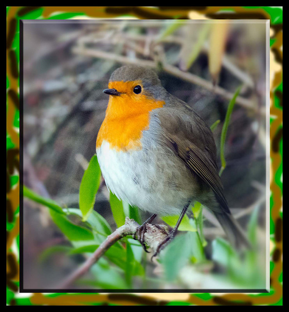 Robin...again )