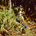 Schwalbenwurz-Enzian (Gentiana asclepiadea)