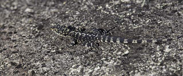 Ctenophorus ornatus - Ornate Crevice Dragon.