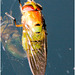 IMG 0087 Fly