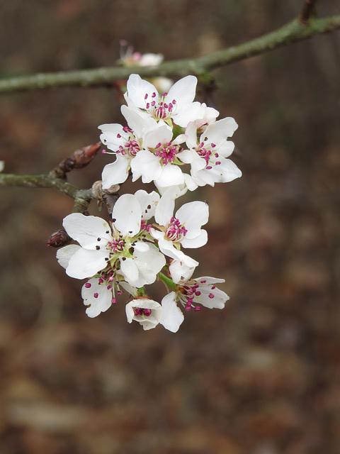 Flowers of a wild pear tree