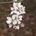 Flowers of a wild pear tree