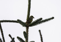 Female Crossbill at Backwater reservoir