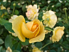 Julia Child rose