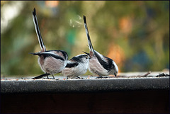 Schwänzchen in die Höh'