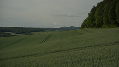 trigo trigo