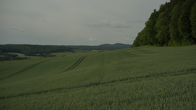 trigo