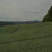 trigo