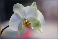 orchidee